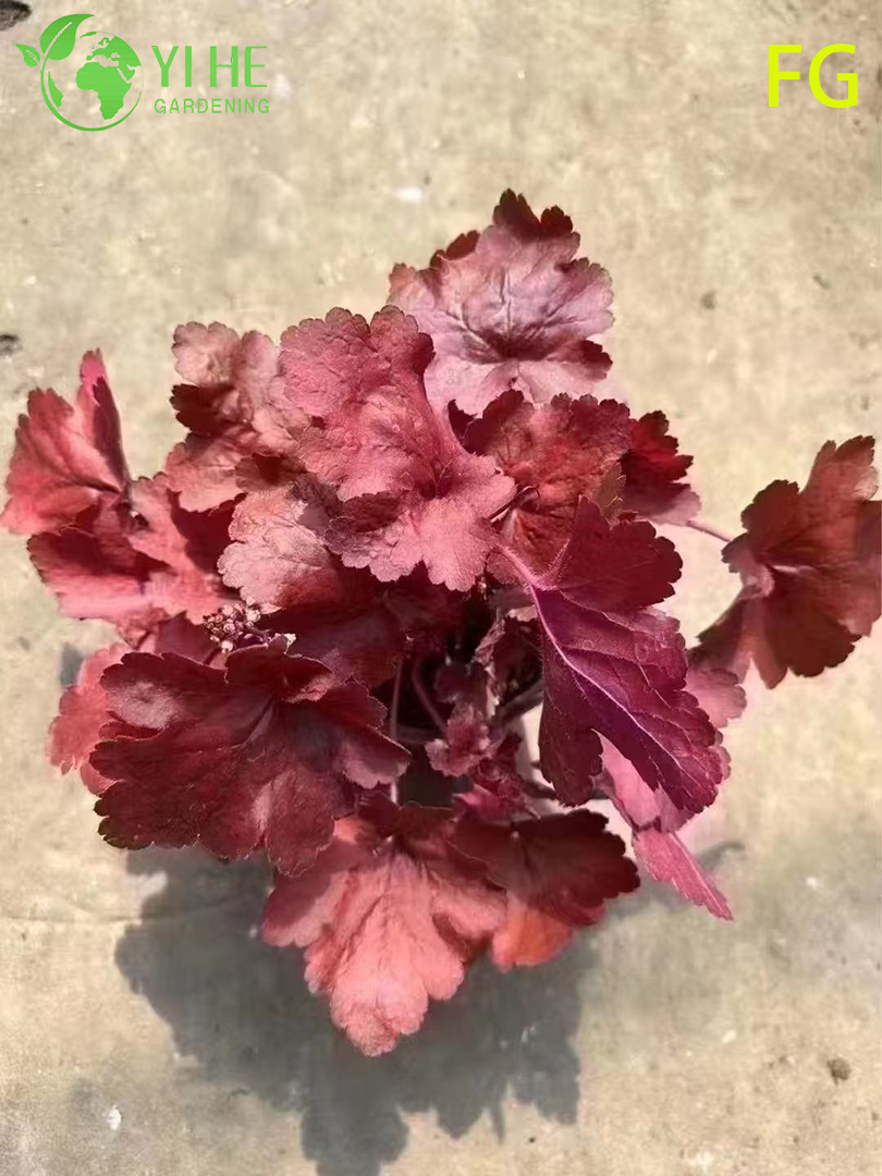Dış Mekan G&ouml;lge Bah&ccedil;esi Renkli Yeşillik i&ccedil;in Toptan Heuchera Saksı Bitkileri