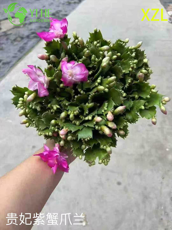 Vente en gros de plantes en pot Schlumbergera truncata pour un décor de floraison d'intérieur de vacances