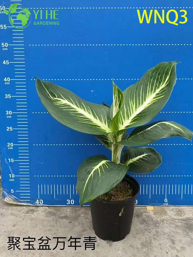 Plantes &agrave; feuilles persistantes de qualit&eacute; sup&eacute;rieure pour la vente en gros - Feuillage tropical d&eacute;coratif int&eacute;rieur et ext&eacute;rieur