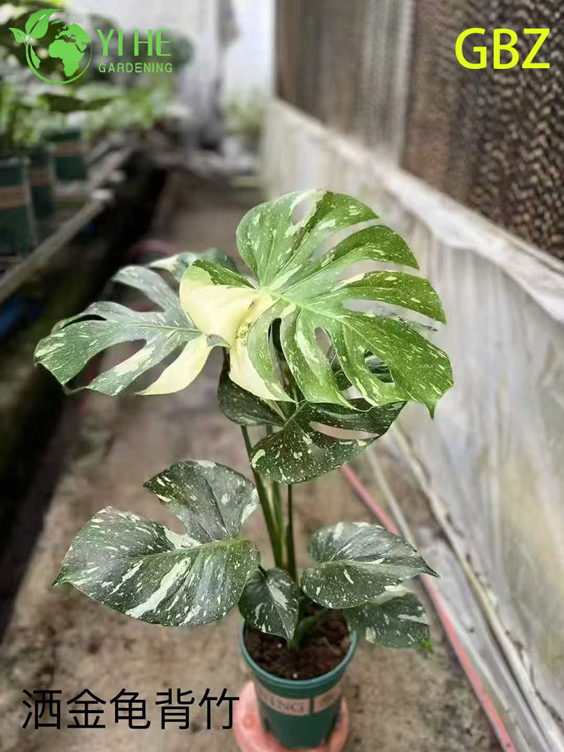 Piante in vaso di Monstera Deliciosa all'ingrosso per decorazioni per interni con grandi foglie
