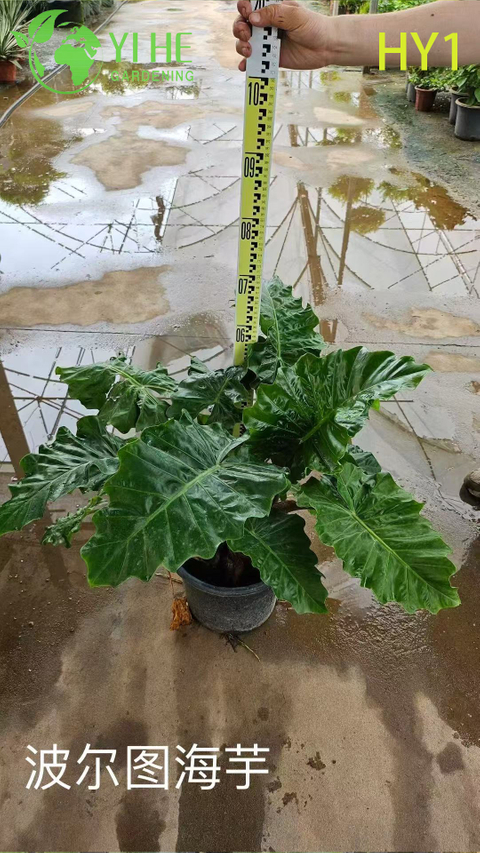 Venda por atacado de plantas em vasos de alocasia para decora&ccedil;&atilde;o de folhagem tropical grande interna