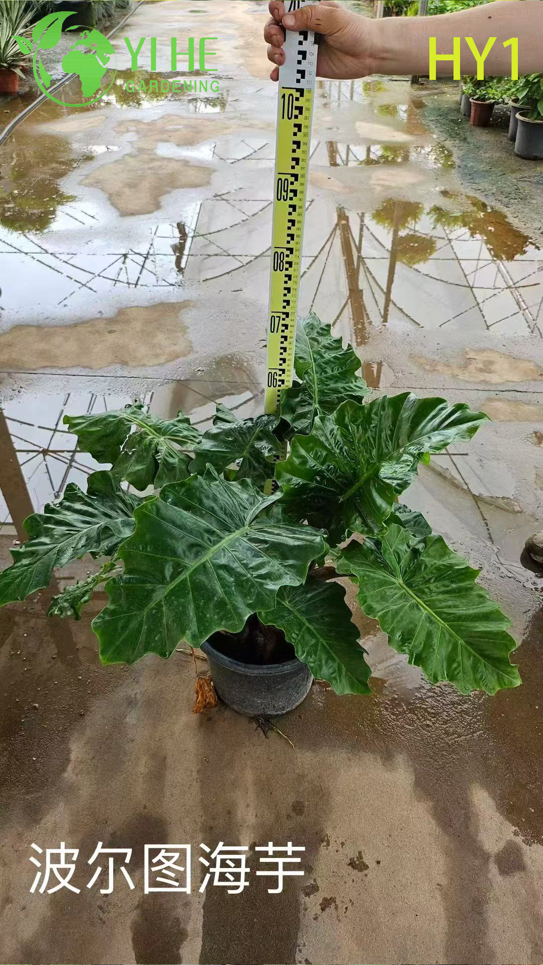 Venta al por mayor de plantas en macetas de Alocasia para decoraci&oacute;n de follaje grande tropical de interior