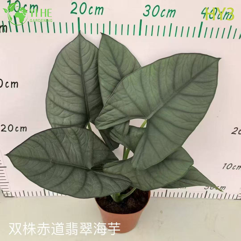 Premium Large - Leaf Alocasia-planten voor groothandel, export, decoratie en landschapsarchitectuur