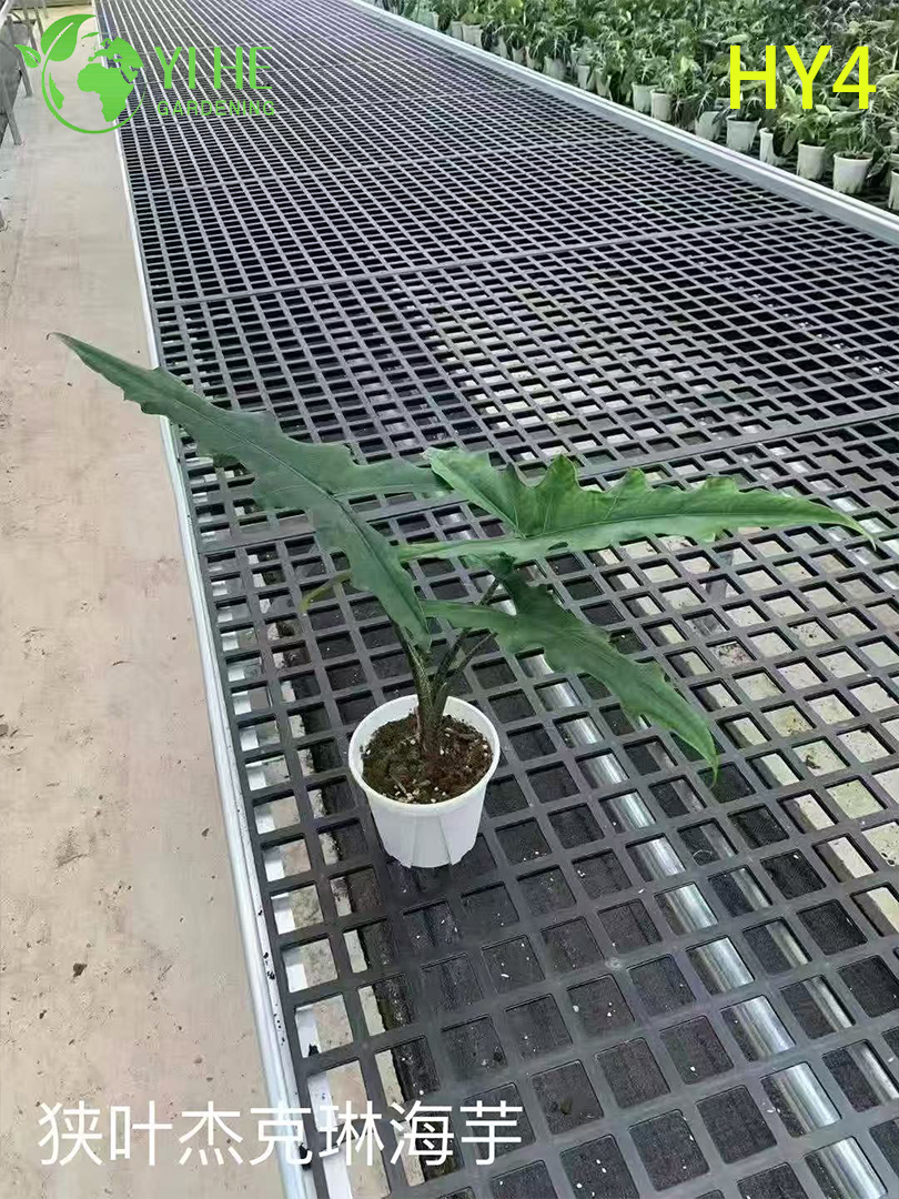 Крупногабаритные растения тропической алоказии премиум-класса на оптовый экспорт