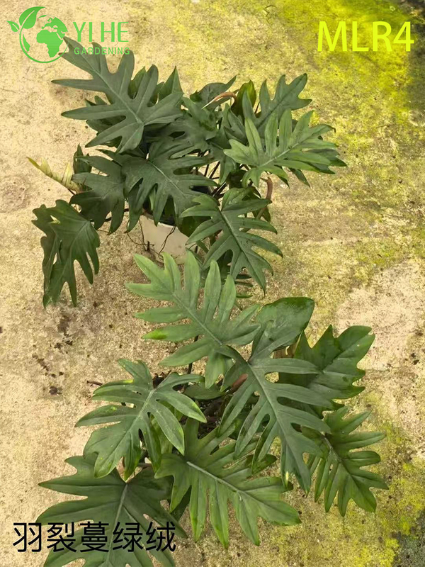 B&aacute;n bu&ocirc;n c&acirc;y Philodendron - C&acirc;y xanh trang tr&iacute; t&aacute;n l&aacute; tươi tốt trong nh&agrave;/ngo&agrave;i trời