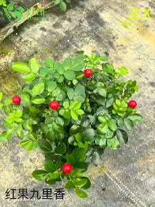 Vente en gros de plantes en pot Murraya paniculata pour décoration florale parfumée intérieure et extérieure