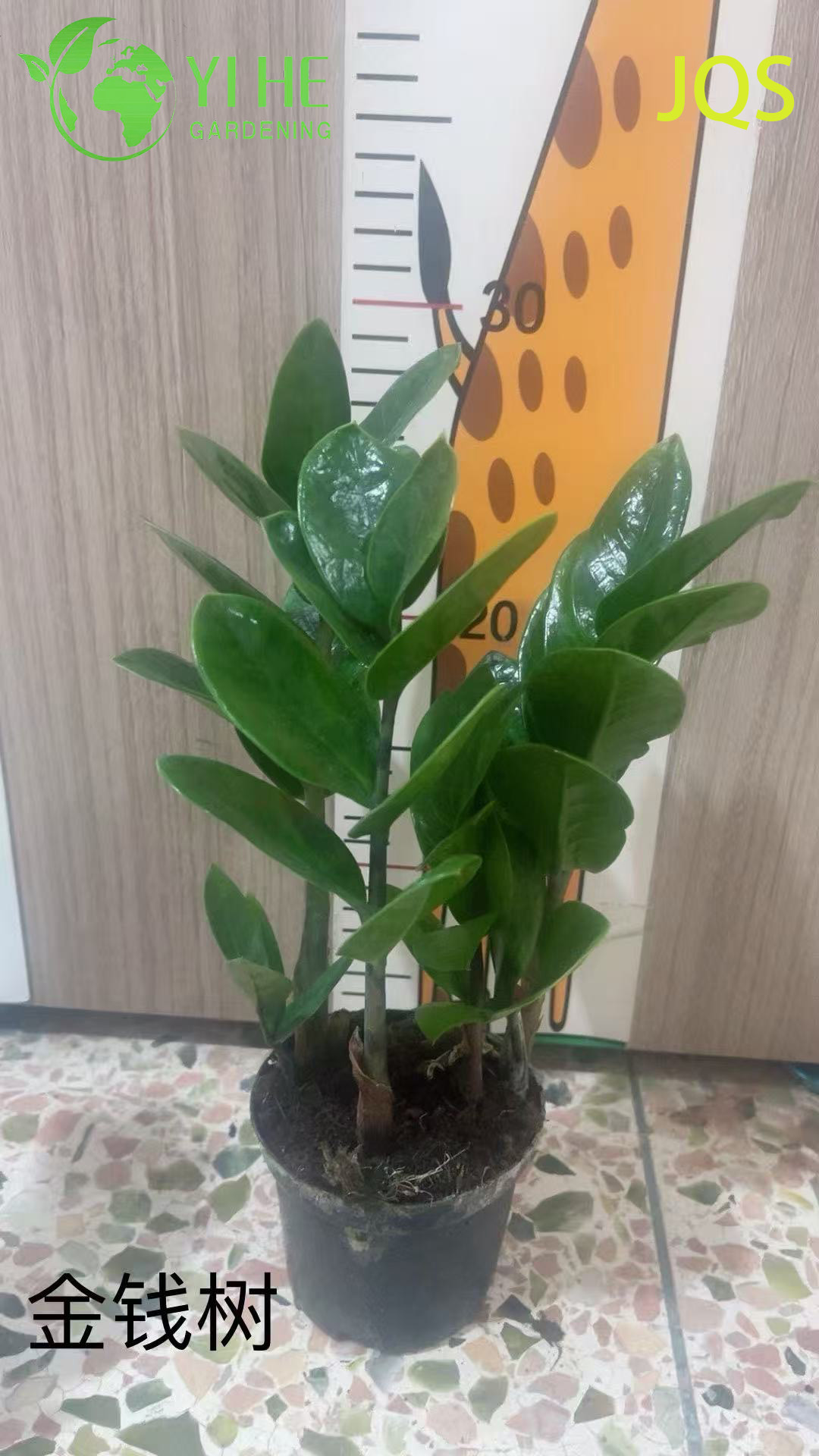 실내 유지 관리가 적은 장식을 위한 도매 Zamioculcas Zamiifolia 화분