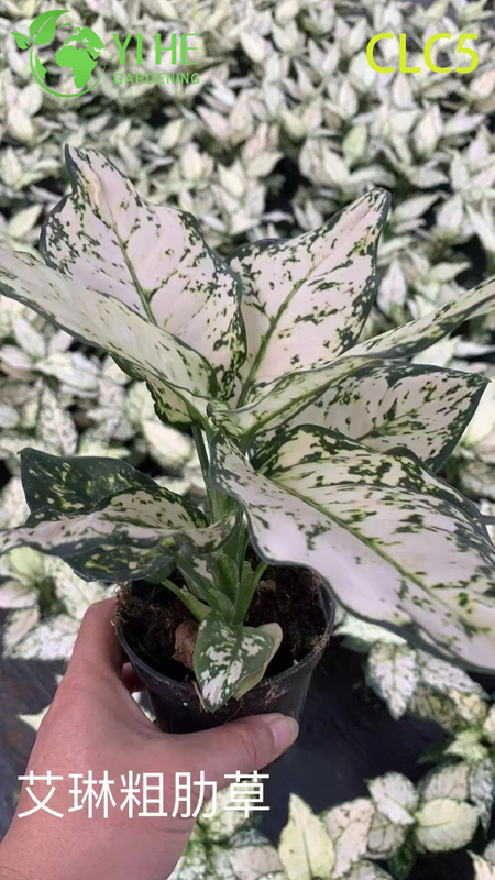 Hurtownia roślin Aglaonema - dekoracyjne liście do wnętrz z żywymi liśćmi do domu i biura