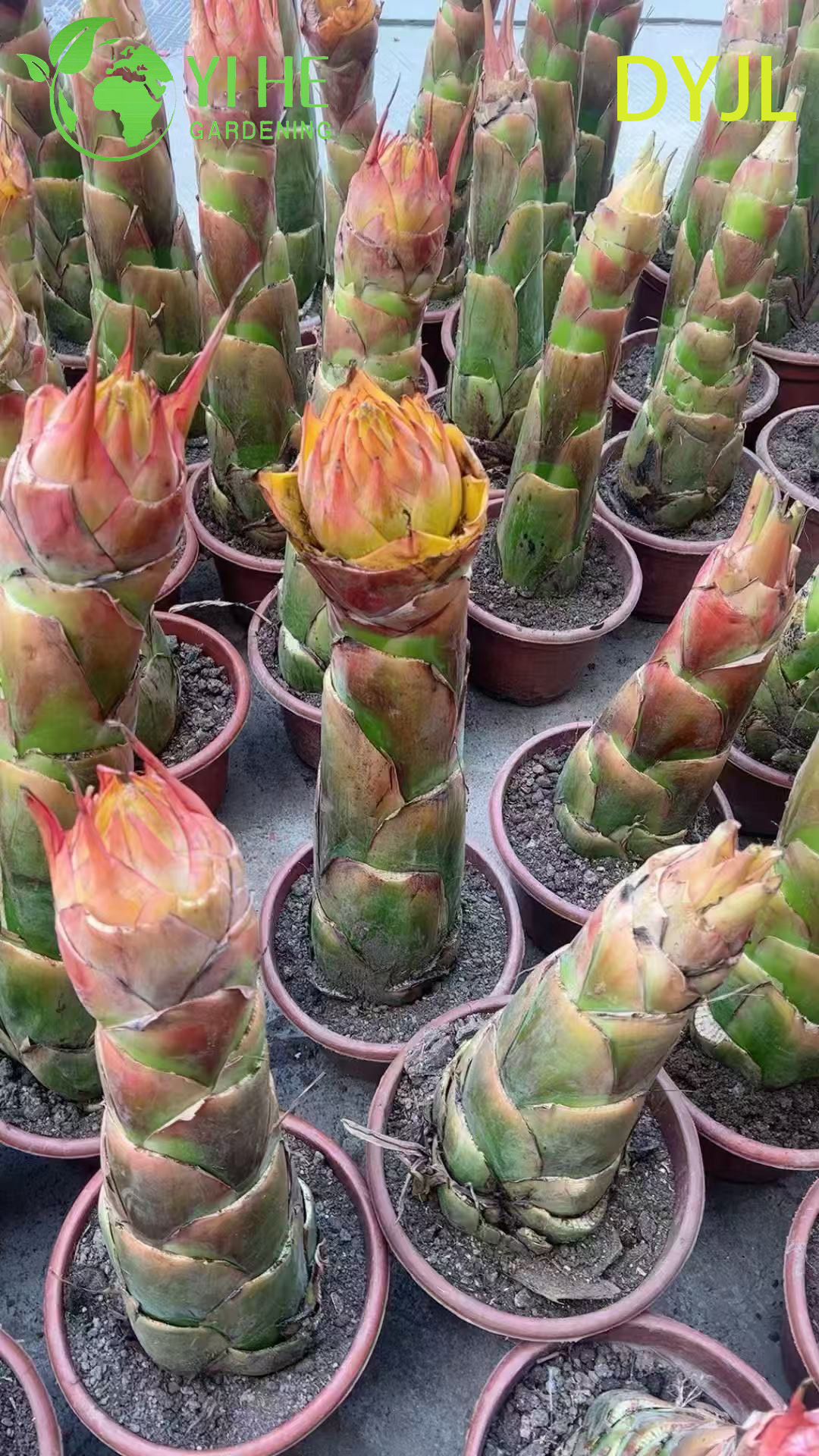 B&aacute;n bu&ocirc;n c&acirc;y trồng trong chậu Musella Lasiocarpa để trang tr&iacute; s&acirc;n vườn nhiệt đới ngo&agrave;i trời