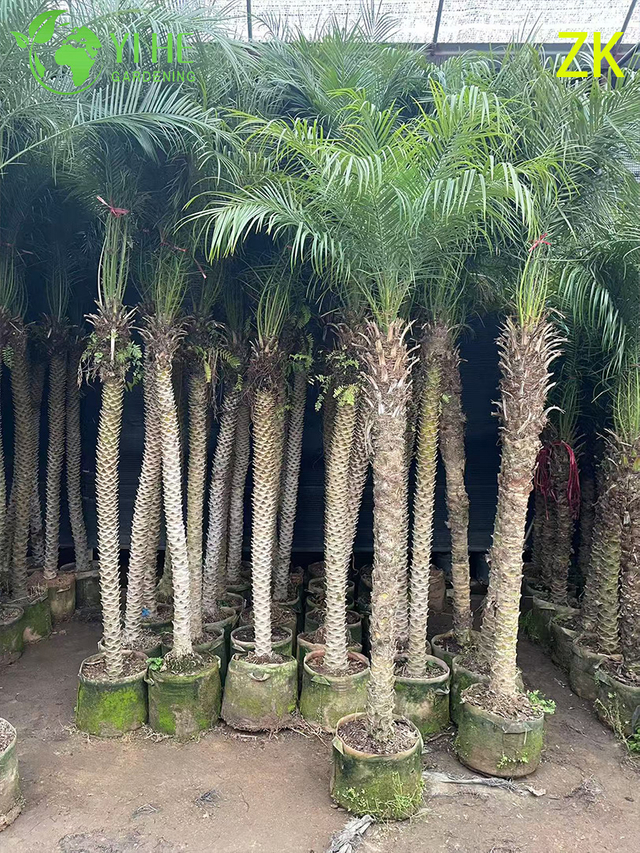 Venta al por mayor de palmeras de hoja perenne ornamentales de palma de aguja de exportaci&oacute;n de calidad superior