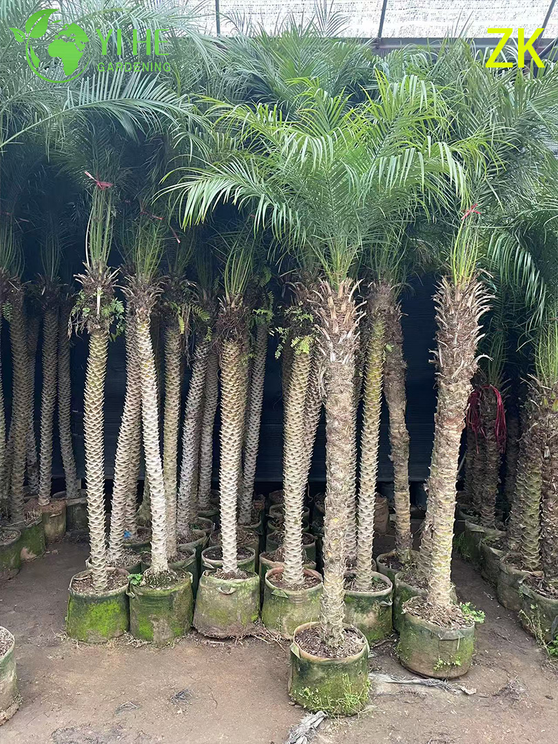 تصدير الجملة إبرة النخيل الزينة شجرة النخيل دائمة الخضرة قسط الجودة