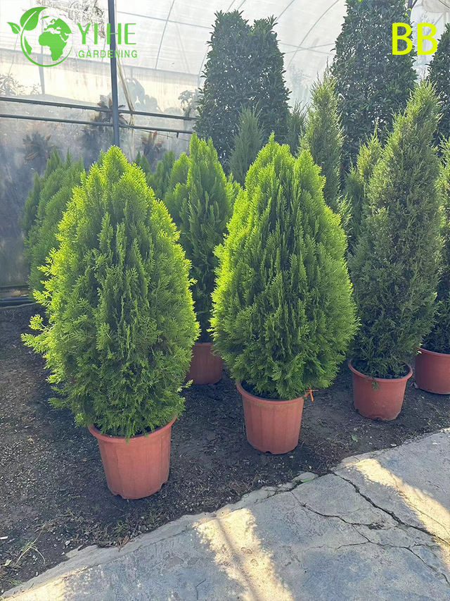 A&ccedil;ık Bah&ccedil;eler i&ccedil;in Toptan S&uuml;s Yaprak D&ouml;kmeyen Hinoki Selvi Ağacı Bonsai