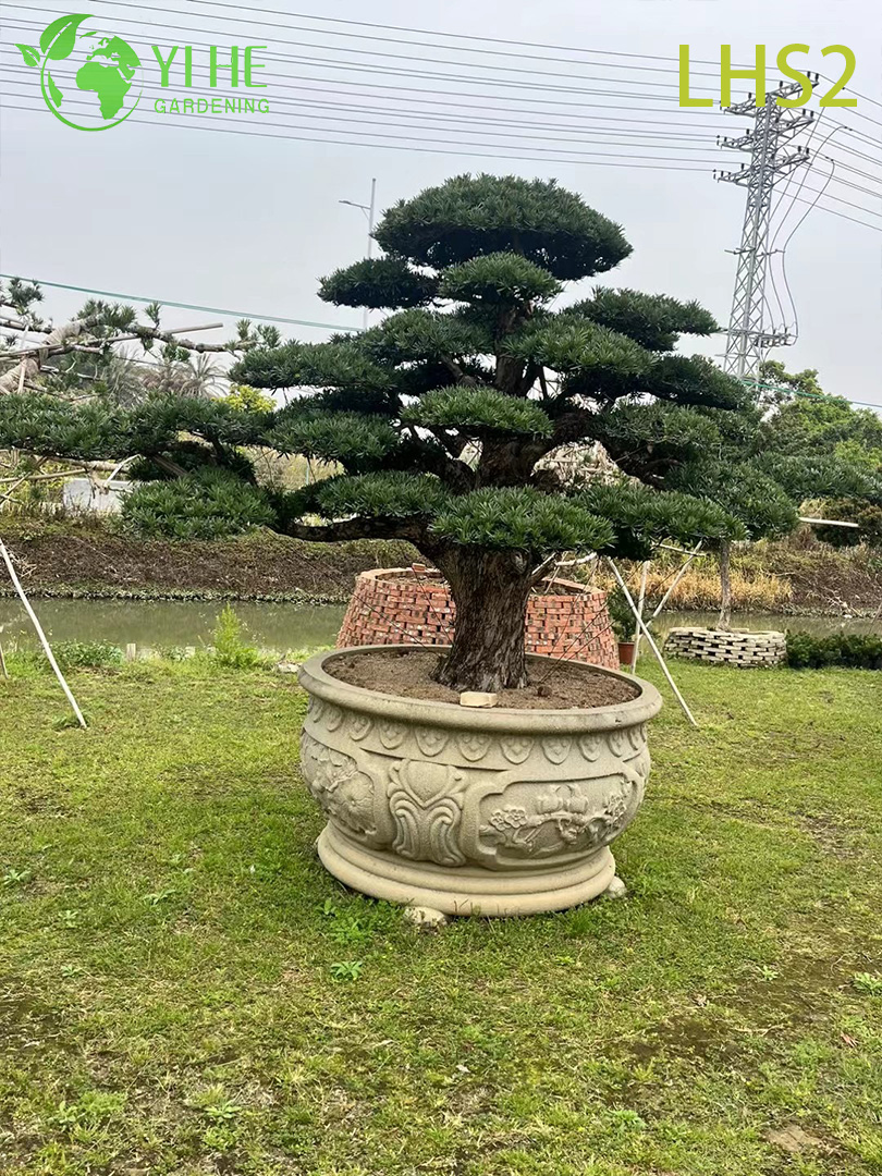Artistiek gevormde Podocarpus Bonsai voor tuindisplay