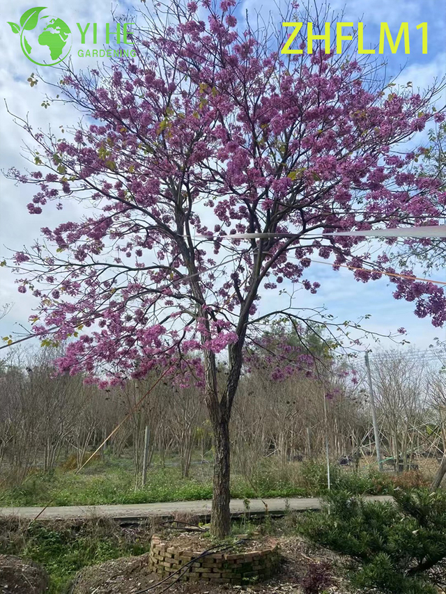 Rosa Ornamental - &Aacute;rvore Tabebuia rosea Florida (N&atilde;o - enxertada)