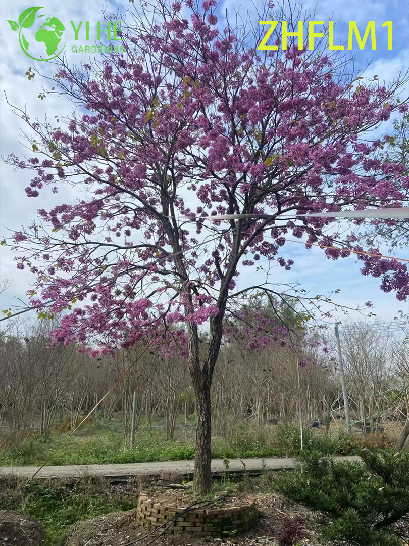 Rose ornemental - Arbre fleuri Tabebuia rosea (Non greffé)