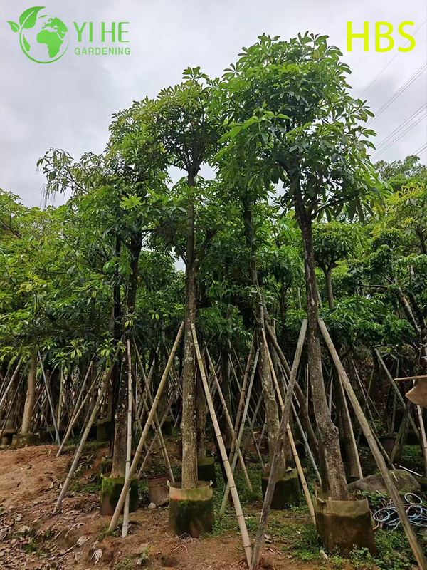 Alstonia Scholaris tropical ornamental, &aacute;rbol de pizarra de paisaje perenne, planta de Alstonia de floraci&oacute;n alta, &aacute;rbol erudito de jard&iacute;n tropical