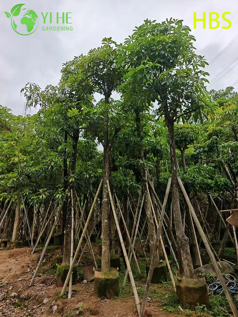 Alstonia Scholaris tropical ornamental, &aacute;rbol de pizarra de paisaje perenne, planta de Alstonia de floraci&oacute;n alta, &aacute;rbol erudito de jard&iacute;n tropical