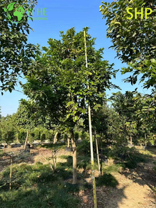 C&acirc;y Millettia pinnata ven biển trang tr&iacute;