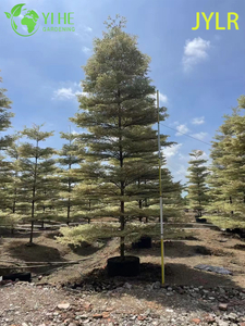 C&acirc;y cảnh đa dạng Terminalia neotaliala