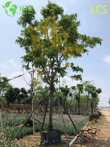 C&acirc;y hoa quế v&agrave;ng trang tr&iacute;