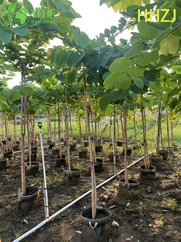 Sier Rode Bauhinia variegata Tropische bloeiende boom