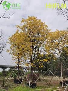 ต้นไม้ดอก Handroanthus chrysanthus สีเหลืองประดับ