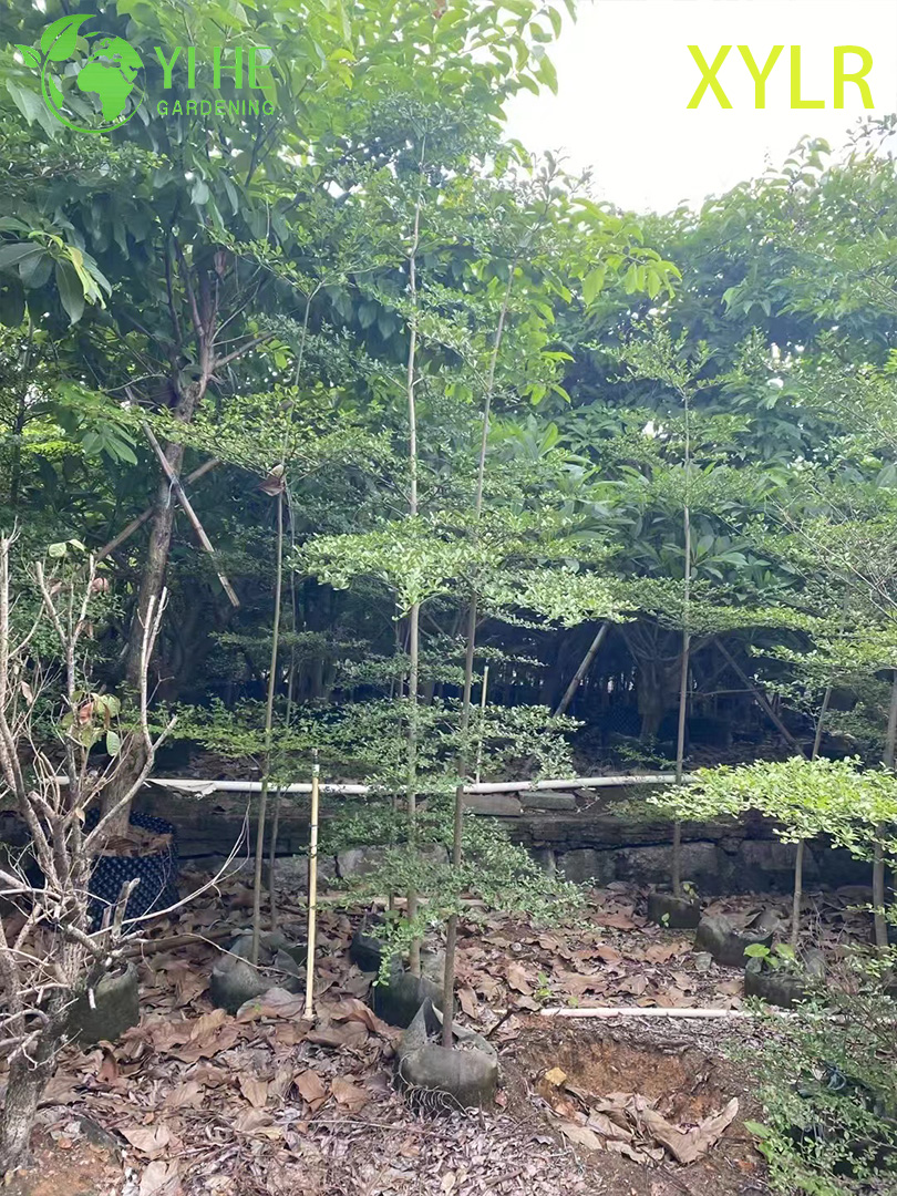 ຕົ້ນໄມ້ປະດັບ Pyramidal Terminalia mantaly