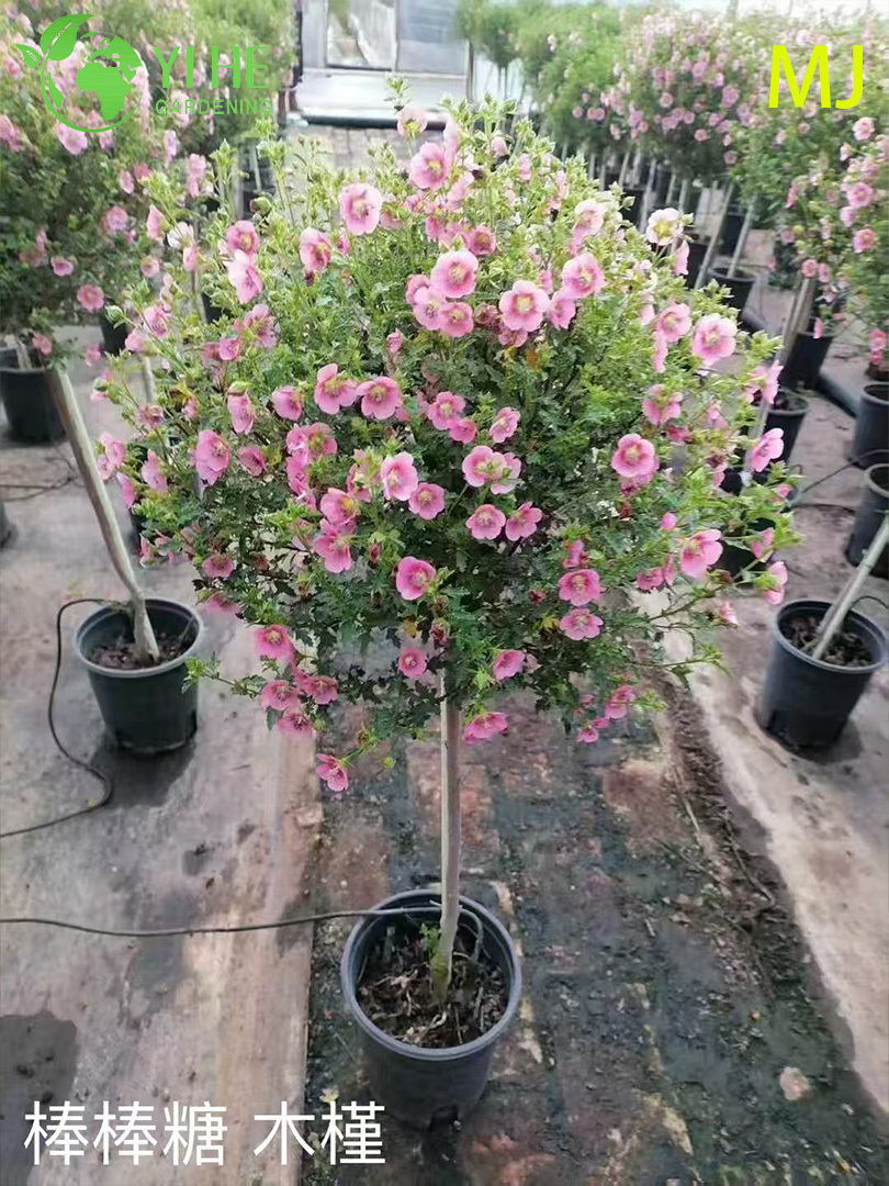 Esportazione all'ingrosso Hibiscus Syriacus Arbusto da fiore ornamentale di qualit&agrave; premium