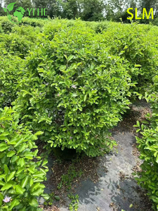 Hurtowy eksport drewna lotosu wodnego Ozdobny krzew podmokły Najwyższa jakość