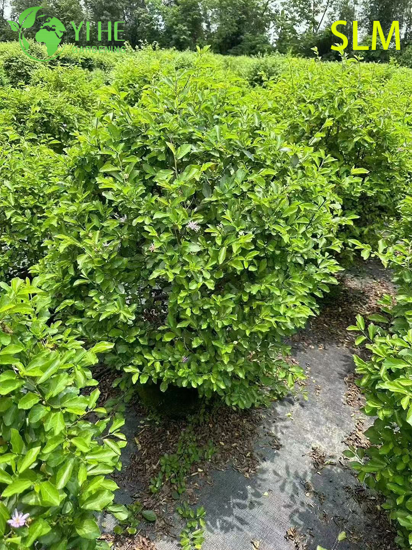 Exportaci&oacute;n al por mayor de agua de loto, arbusto ornamental de madera de humedal, calidad superior