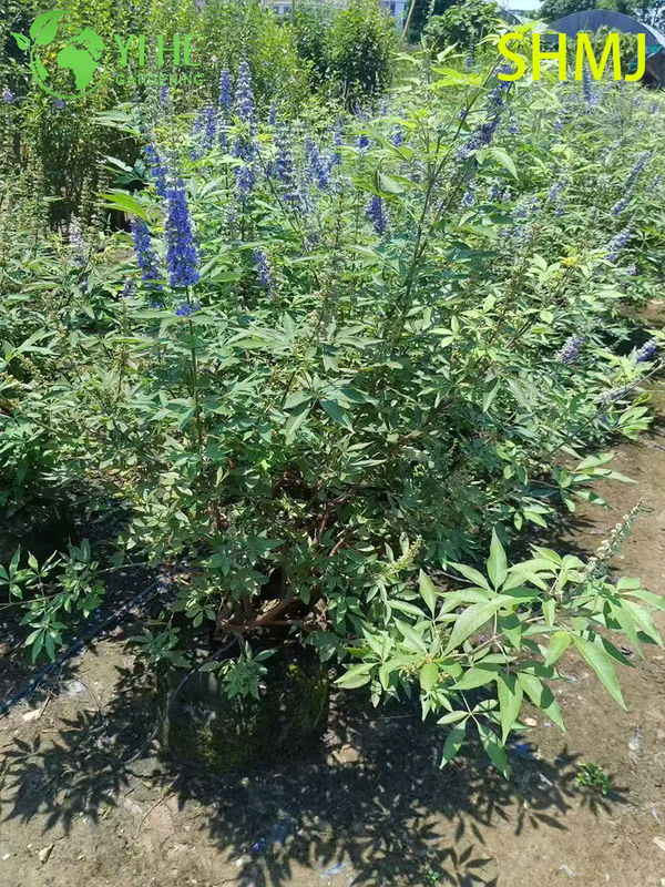 Exportation en gros Vitex Agnus-Castus Arbuste &agrave; fleurs ornementales de qualit&eacute; sup&eacute;rieure