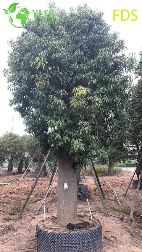 Suculenta ornamental Jatropha podagrica, &aacute;rvore de Jatropha em forma de barriga tropical, planta de barriga de Buda com flor &uacute;nica, jardim ex&oacute;tico Jatropha
