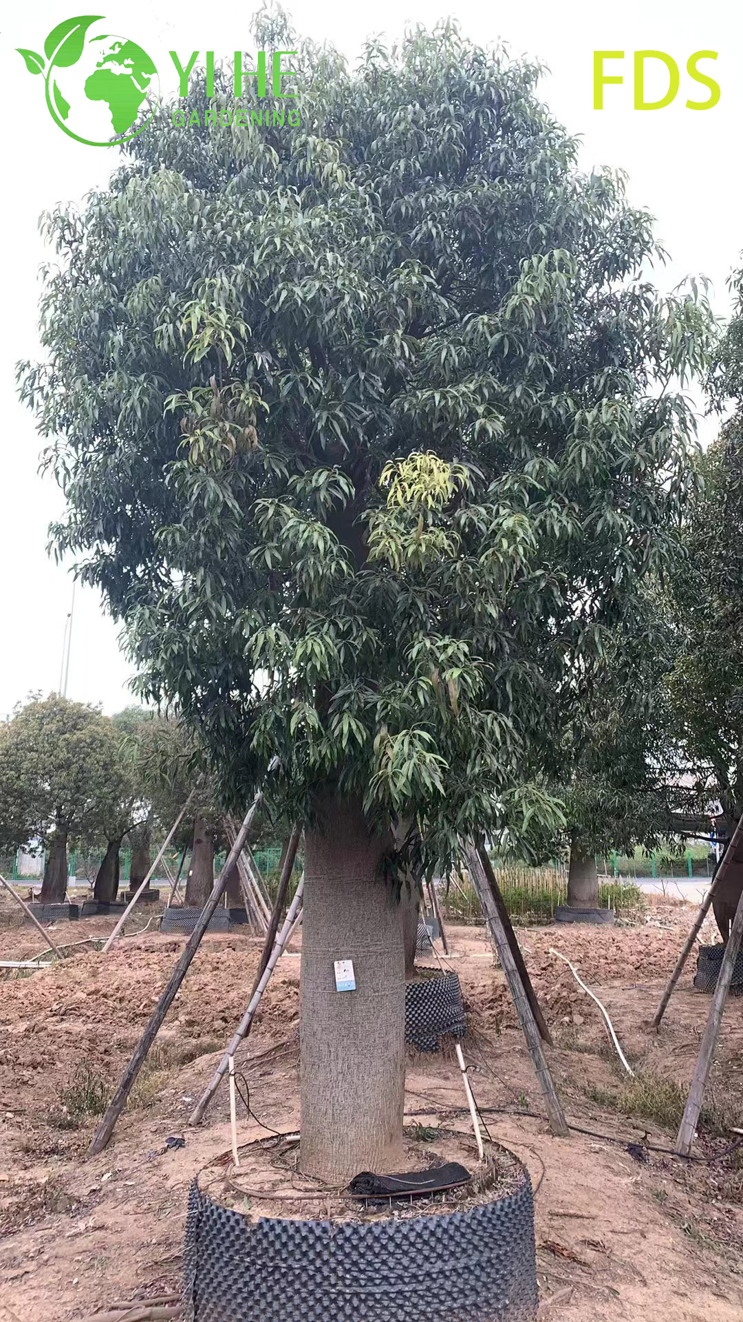 نبات الجاتروفا بوداجريكا النضر المزخرف، شجرة الجاتروفا على شكل بطن استوائي، نبات بطن بوذا المزهر الفريد، الجاتروفا في الحديقة الغريبة