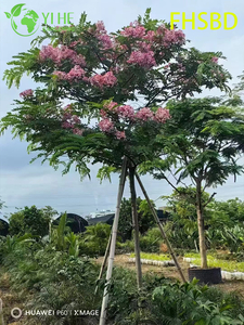 Rose ornementale - Cassia Javanica fleurie, arbre de Cassia rose de jardin tropical, Cassia Javanica à fleurs à feuilles persistantes, rose paysage - Cassia en fleurs