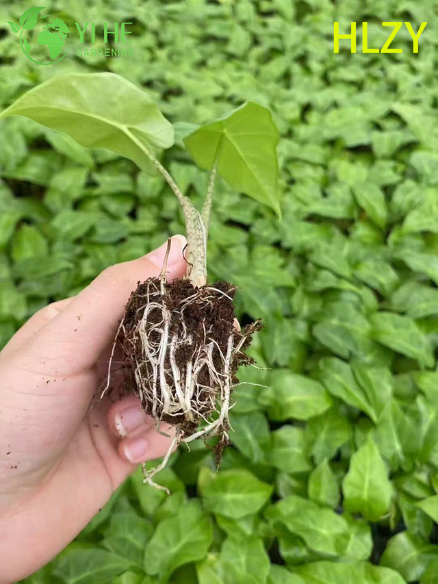 Piantine di esportazione all'ingrosso Hailian Calathea | Piantine di fogliame ornamentale tropicale