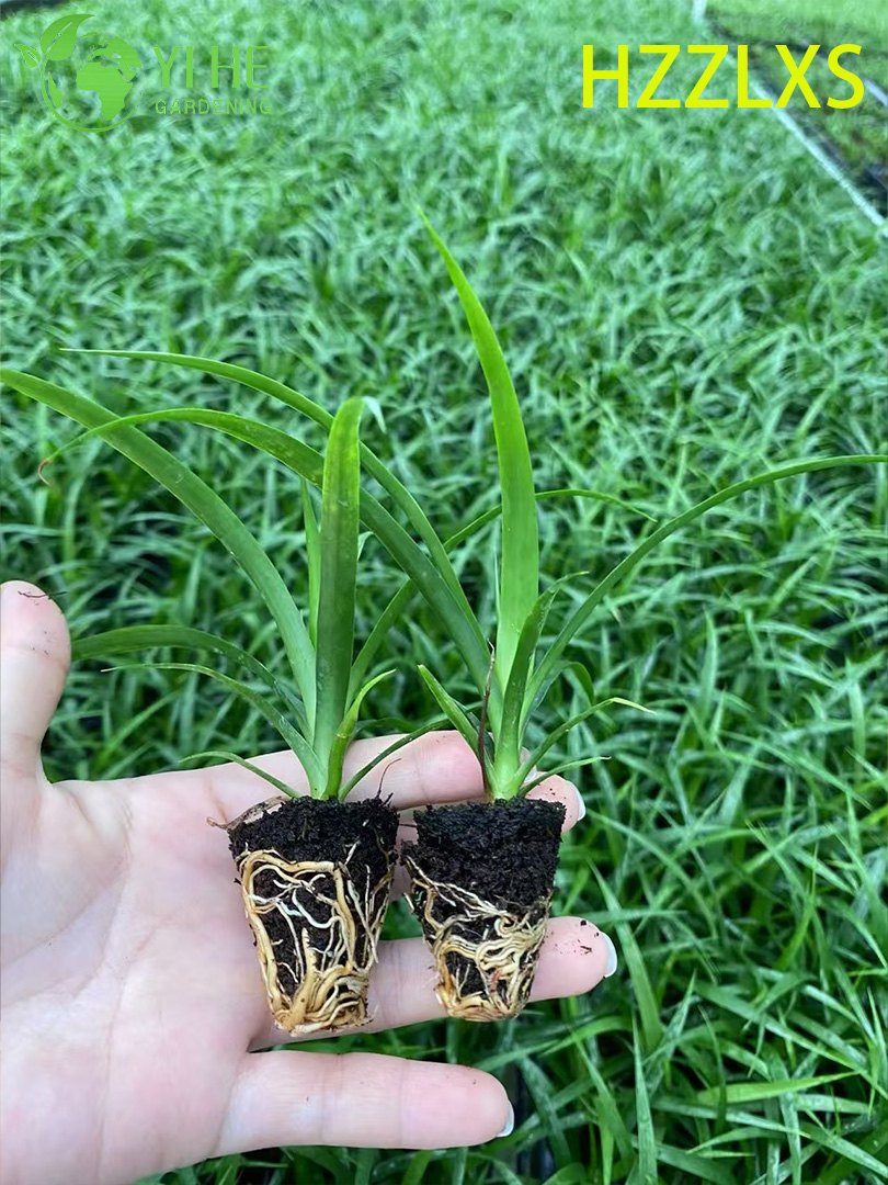 Toptan İhracat Siyah İnci Dracaena Fidanları | Tropikal S&uuml;s Bitkileri Fideleri