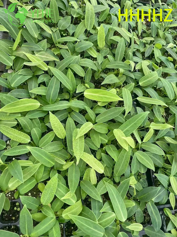 Gro&szlig;handel Export Flamingo Queen Anthurium S&auml;mlinge | Tropische Zierlaubs&auml;mlinge