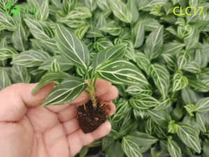 Vendita all'ingrosso Vena rossa/Vena bianca/Splendore rosso Aglaonema | Piantine di piante dal fogliame tropicale