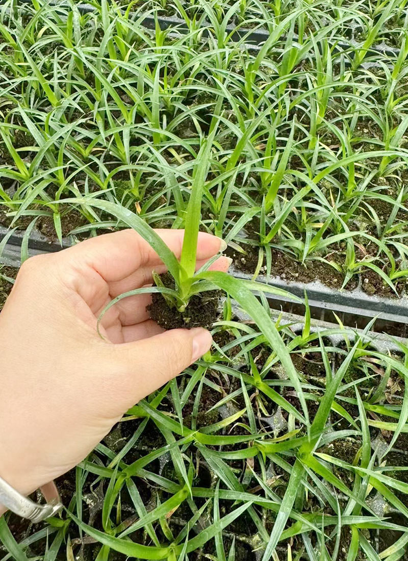 Dracaena Draco