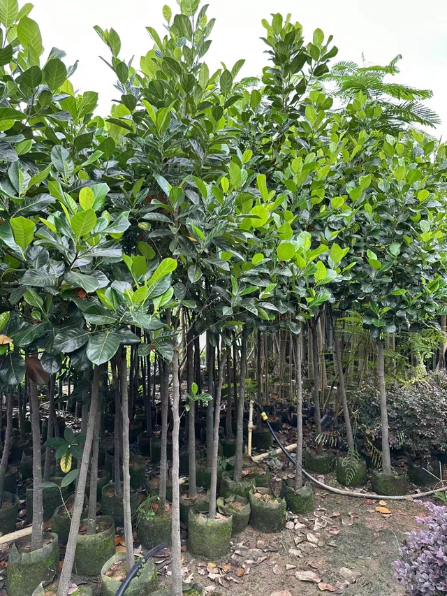 ខ្នុរ