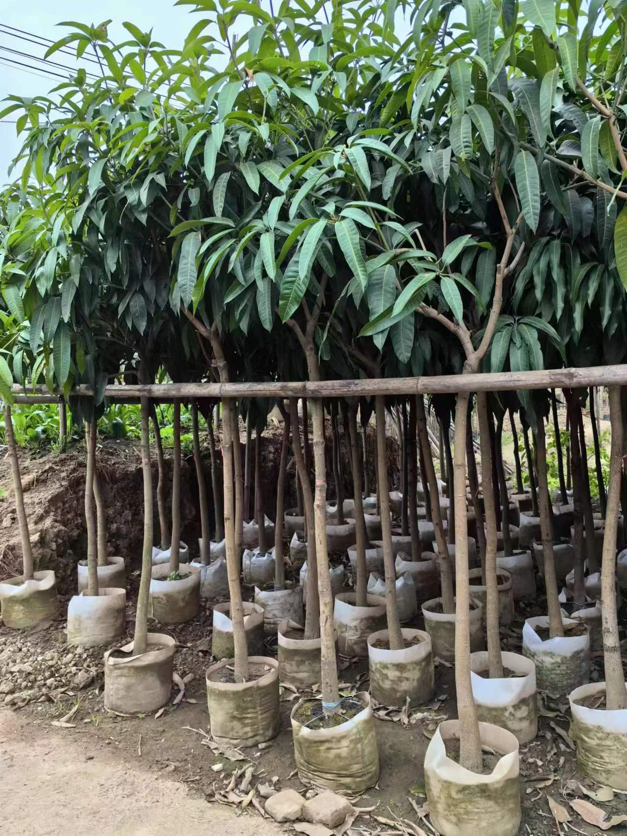 Mangifera indica, mangueiras