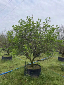 सिट्रस मैक्सिमा (बर्म.) मेर., पोमेलो पेड़