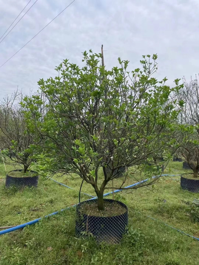 Citrus maxima (Burm.) Merr.,Pomelos