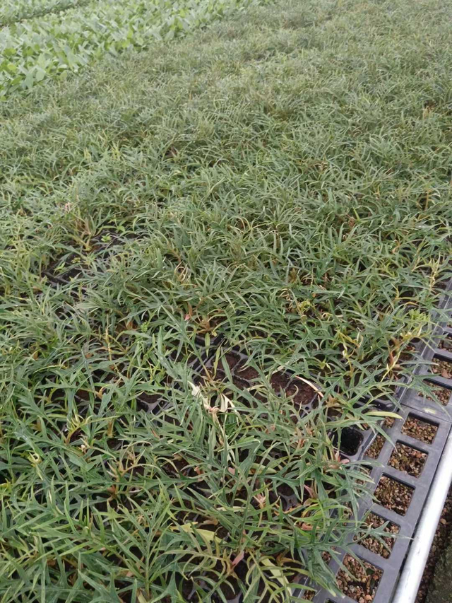 Эпипремнум перистый