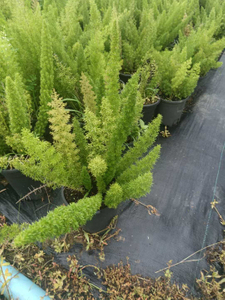 Espargos Densiflorus 'Myers'