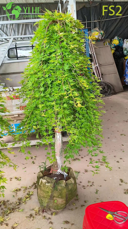 S&uuml;s Peyzaj Bonsai i&ccedil;in Ağlayan Yeşil Laceleaf Ak&ccedil;aağa&ccedil; Ağacı