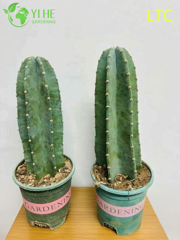 Pianta di cactus dal frutto del drago vivo, un Hylocereus Undatus fruttifero