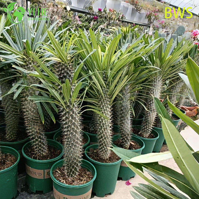 Lebende Madagaskar-Palme, ein hoher stacheliger Stamm, Pachypodium, saftiger Bonsai