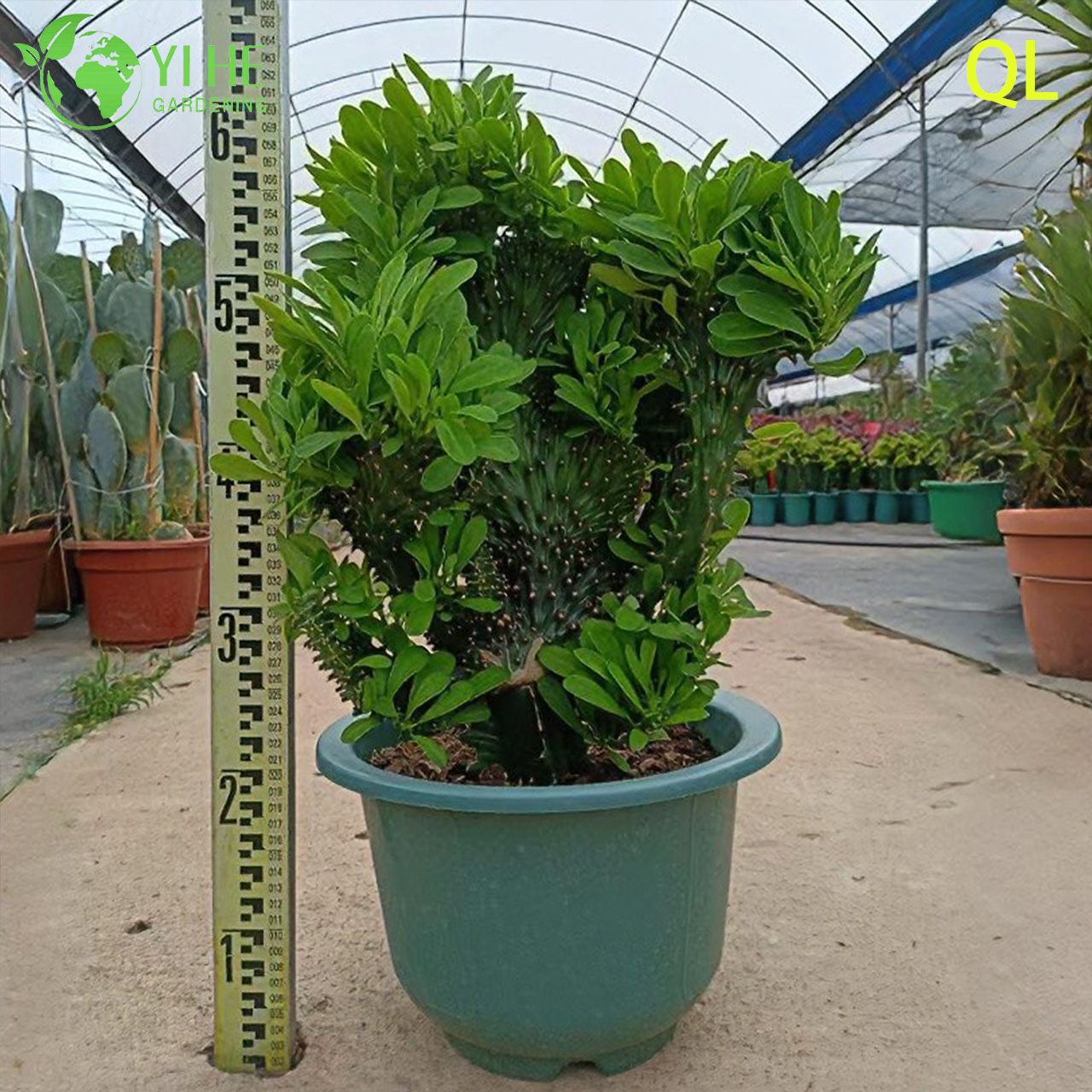 लाइव क्रेस्टेड यूफोरबिया नेरीफोलिया एक लहरदार मॉन्स्ट्रोज़ मूर्तिकला रसीला