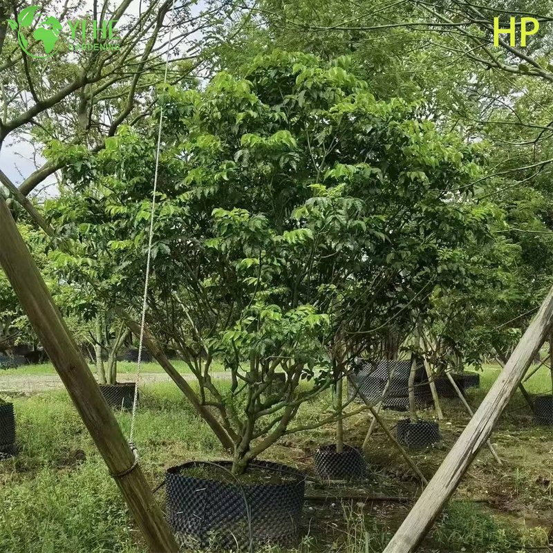Trockenresistenter Pongamia Pinnata-Baum f&uuml;r die Landschaftsgestaltung und Biokraftstoff-Bonsai